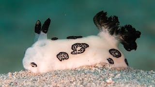 Facts The Dotted Nudibranch [upl. by Fosdick]