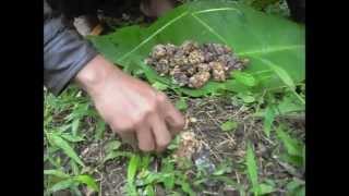 Authentic Wild Kopi Luwak Civet Coffee Process  JPW Coffee [upl. by Annohsat]