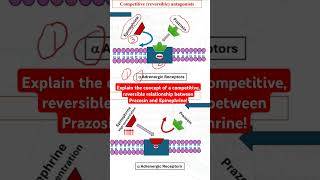 Competitive reversible relationship between prazosin and epinephrine [upl. by Arnaud]