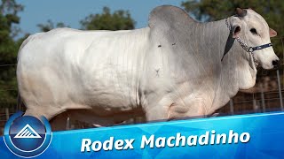 Rodex Machadinho [upl. by Aydne]