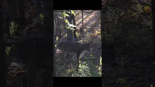 BIG BUCK SNORT WHEEZING Insane deer vocalizations hunting bucks deer hunter deerhunting [upl. by Ezitram373]