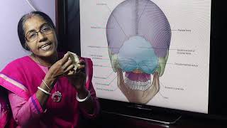 Lecture On Occipital Bone [upl. by Asserak]