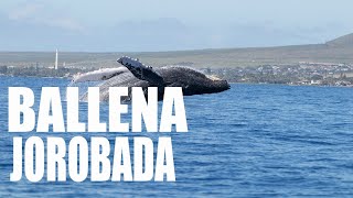 El encantador reino de las ballenas jorobadas explorando la majestuosidad de estos gigantes oceánico [upl. by Anin]