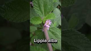 Meu pé de Lippia Alba [upl. by Eeneg]