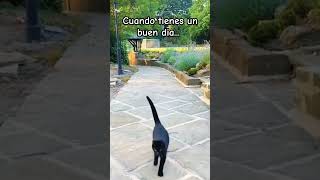 Que tengas un dia tan feliz como el gato que va por la ventana😹😹😹🐈 Cat Gatos Love God Latam 😼🐈 [upl. by Htabazile360]