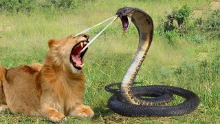 Dangerous Cobra Kills Lion With Powerful Venom Bite After Being Provoked By Lion Cubs [upl. by Portwin]