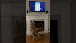 Tessie barking at Tessie on the TV [upl. by Stav]