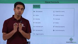 Class 11th – Floral Formula – Introduction  Morphology of Flowering Plants  Tutorials Point [upl. by Dutch]