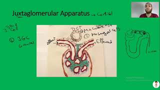 Nerd Renal Physiology2 Types of nephrons  Juxtaglomerular apparatus  Blood supply [upl. by Omlesna]