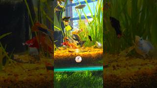 Tubifex 🪱 Feast Fish Go Wild fish petfood animal worms shorts [upl. by Jere384]