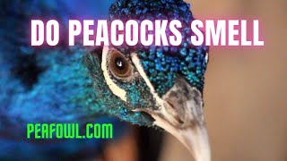 Do Peacocks Smell Peacock Minute peafowlcom [upl. by Ecienal]