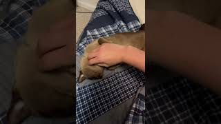 Pretending to pet my cat 3 [upl. by Daniel]