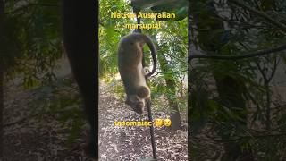 Ringtail possum😻native Australian nocturnal🌛marsupial🦘pouched mammal wildlife backyard common [upl. by Bruni814]