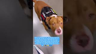 Service dog training pitbullmom servicedogteam disabledairforceveteran foryourpage subscribe [upl. by Busiek]