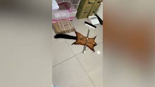 Pet flying squirrel plays dead with a broom teacexsss [upl. by Adnarb]