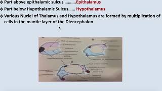 Development of Diencephalon [upl. by Htiderem]