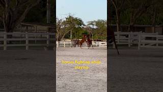 horses fighting while playing 🤪🙄😱 horse horses [upl. by Maye]