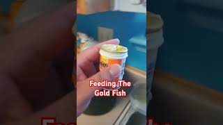 Given The 🐟 Fisheys Flakes fish goldfish vlogger [upl. by Tarazi799]