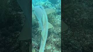 Scuba diving with nurse sharks Tavernier Key FL [upl. by Siuluj]