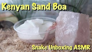 Kenyan Sand Boa Unboxing on a Rainy Day ASMR [upl. by Lambard]