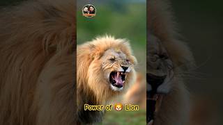 Power of 🦁 Lion arvindkumarvlogs4k travelvlog [upl. by Smaoht508]