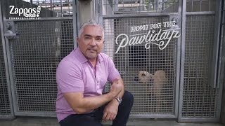 Cesar Millan How to Pick the Best Shelter Pet for You  Zapposcom [upl. by Orwin557]