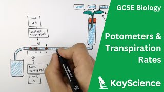 How To Use a Potometer  Biology GCSE  kaysciencecom [upl. by Naux955]