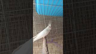 Albino White Cockatiel female 🌿 [upl. by Adnole]