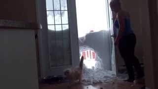 My cat jump through the snowbank [upl. by Assirhc664]