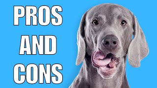 Weimaraner Pros And Cons  Should You REALLY Get A WEIM [upl. by Woods]