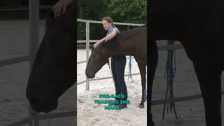 Boundaries without Emotion horsemanship horsetraining understandinghorses horsebehavior [upl. by Pease]