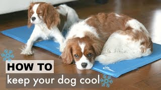 How To Keep Your Dog Cool in the Summer  Tips for Dogs  Herky the Cavalier Puppy Milton [upl. by Akilegna]