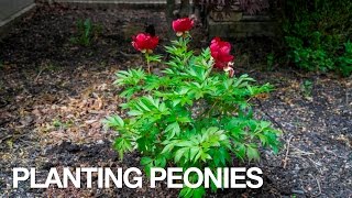 PETITTI How To Plant Peonies [upl. by Adin]