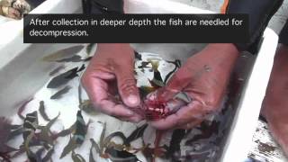 Aquarium Fishery Methods in the Philippines [upl. by Nnairol]