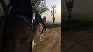 horseriding jatt ghdiya rkhn da shonki ghodiyan [upl. by Lazarus]