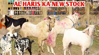 Kota Malwa Jamnapari amp Barbari Ka New Stock At Al Haris Goat Farm [upl. by Kaete]