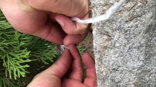 How to prepare thuja occidentalis smaragd for winter [upl. by Allwein]