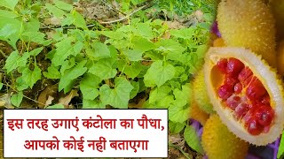 कंटोला के बीज इस तरह उगा सकते हैं आप  Kantola seeds growing in farm  Kantola Ka Kheti [upl. by Eiuqnom]