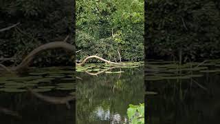 Four terrapins sunbathing Sankey canal [upl. by Anahcar]