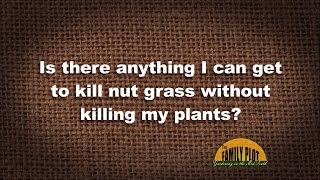 QampA  How do I kill nut grass in my flowerbed [upl. by Nosnor]