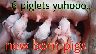 new born piglets [upl. by Annayi]