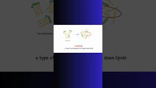 LIVER FAT AND EXERCISE AUTOPHAGY autophagy liver exercise cardio biochemistry physiology [upl. by Yaron]