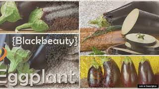 Eggplant Blackbeauty – Seeds Review [upl. by Marice]