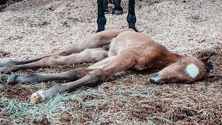 Madigan Squeeze  Dummy Foal Squeeze [upl. by Lennard]