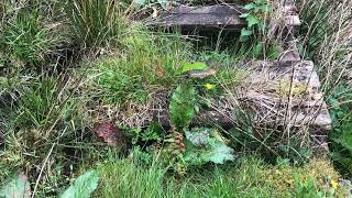 OLDHAM RAMBLERS 3RD FOOTPATH CLEARANCE 2024 [upl. by Ellevel]