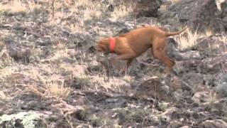 Boise County Chukar Hunt Flush Shot Retrieve [upl. by Nims409]