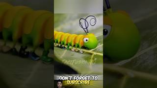 Caterpillar 🐛 have shoes 👟 amazingfacts insects butterfly youtubeshorts [upl. by Ivets222]