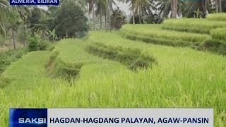 Saksi Hagdanhagdang palayan agawpansin [upl. by Ave]