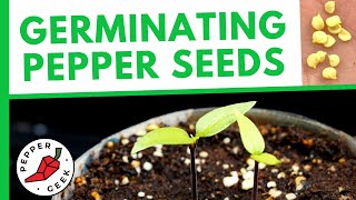 Germinating Pepper Seeds FAST  How To Plant Pepper Seeds [upl. by Kassandra]