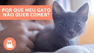 Por que meu gato filhote não quer comer [upl. by Aled]